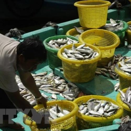 Kiên Giang: Phát Triển Nghề Nuôi Hải Sản An Toàn Và Hiệu Quả